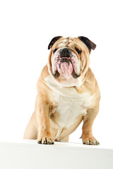 Cute English Bulldog dog staying with front feet on white table