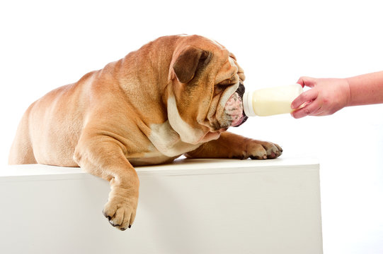 Cute English Bulldog dog with milk baby bottle