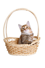 Fototapeta na wymiar Mały kotek w koszyku słomy.