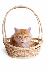 Fototapeta na wymiar Small kitten in straw basket.