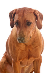 Beautiful dog rhodesian ridgeback isolalted