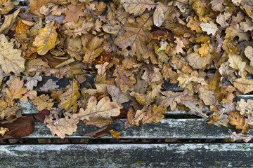 autumn leaves on old wood