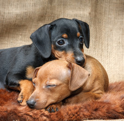 Miniature Pinscher puppies, 2 months old