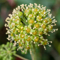 Flowering Ivy