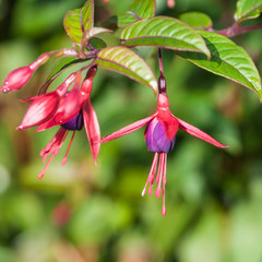 Fuchsia Drop In