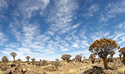 quiver tree forest