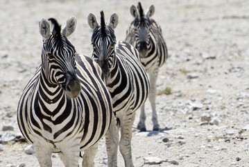 zebra namibia