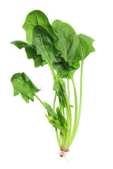 Spinach © fotomatrix