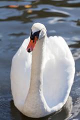 Obraz premium White swan floats on blue water