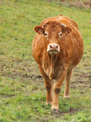 Fototapeta premium VACHE BRUNE