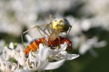 Krabbenspinne mit erbeutetem K&auml;fer
