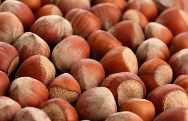 tasty  hazelnuts, close up