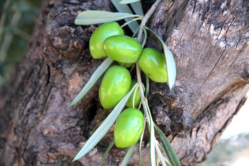 Mediterranean old olive tree