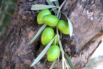 Crédence de cuisine en verre imprimé Olivier Mediterranean old olive tree