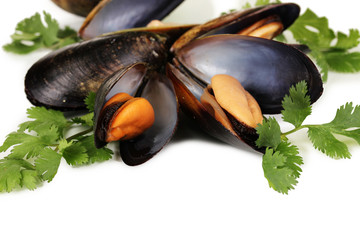 Mussels in shell with fresh herbs isolated on white