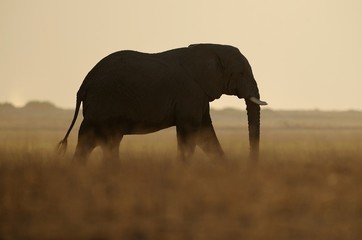 Elefante africano © massimhokuto