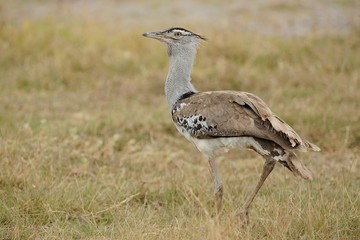 Otarda di Bustard