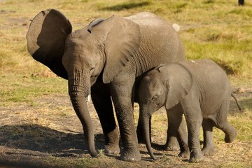 Elefante con piccolo