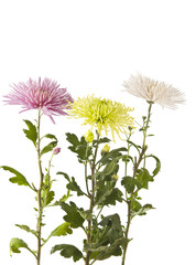 Obraz premium beautiful chrysanthemum flower isolated
