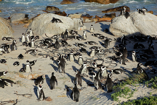 Breeding colony of African penguins