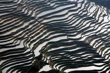 Rice Terraces