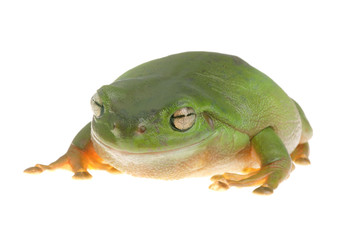 Green tree frog 2