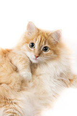 cat on the white background