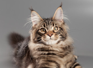 Kitten on a gray background. Maine Coon
