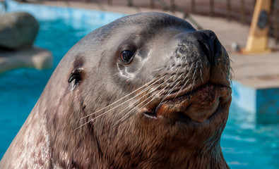 otarie de steller © skampixelle