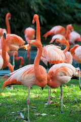 Flamingos