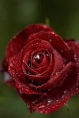 red rose