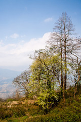 Rice Terraces