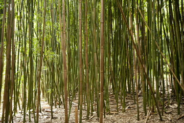 Obraz na płótnie Canvas Bambus lesie