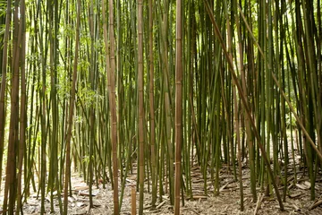Papier Peint photo Lavable Bambou Foret de bambou