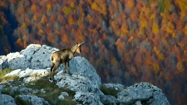 Abruzzo Camoscio