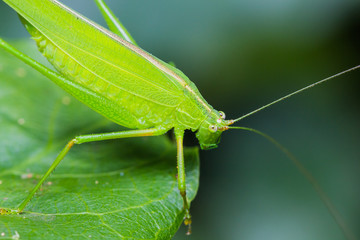 Great green bushcricket