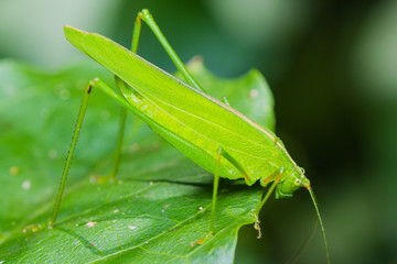 Great green bushcricket