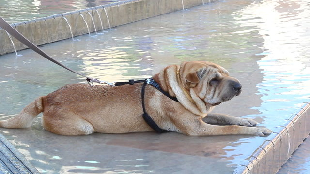 sharpei dog