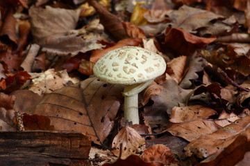 Pilz im Herbstlaub