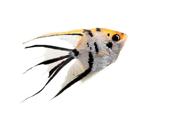 Angelfish (Pterophyllum scalare) in profile isolated on white - obrazy, fototapety, plakaty