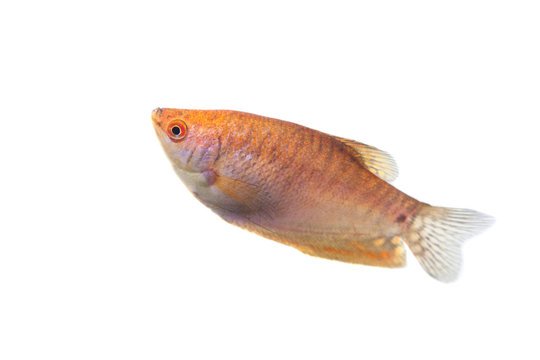 Aquarium Fish Lunar gourami (Trichogaster chuna)