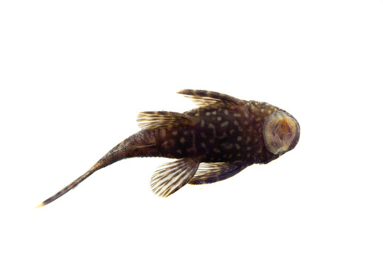 Aquarium Fish Bushymouth catfish (Ancistrus dolichopterus)