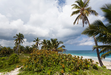 caribbean beach with palm trees and blue sky