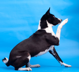 Two-coloured basenji on the blue background