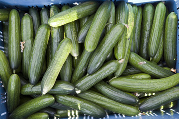 Cucumbers in basket on market