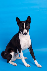 Two-coloured basenji on the blue background
