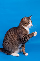 Playful tabby cat on the blue background