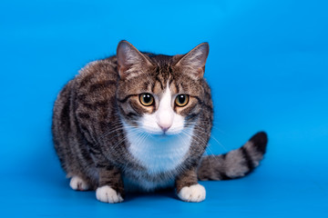Playful tabby cat on the blue background