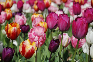 Fototapeta premium Tulipes du parc de la Briantais