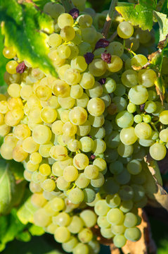 White grape from AOC Maury, South of France